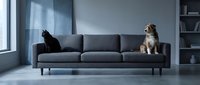Black cat and golden retriever dog sitting on opposite ends of modern gray sofa in contemporary living room with large windows and bookshelves.