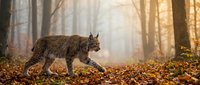 Wild lynx walking through autumn forest with golden sunlight filtering through trees and colorful fallen leaves covering ground in natural habitat.
