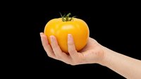Yellow tomato held in a Caucasian female hand, isolated on transparent background, ready for stickers, print on demand, T-shirt design, and clipart use.