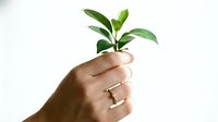 Hand holding small green plant sprout with leaves against white background symbolizing growth, sustainability and new beginnings for eco-friendly projects.