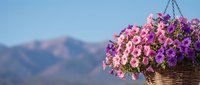 Hanging basket with vibrant pink and purple petunias against mountain landscape background for garden and outdoor decoration concepts.
