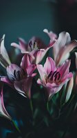 Pink Alstroemeria flowers in bloom against dark background, with delicate petals and dramatic lighting creating moody floral atmosphere.