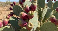 Prickly pear cactus with ripe purple fruits growing in desert landscape. Desert plant producing edible tunas in natural arid environment.