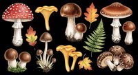 Mushroom and forest plant collection isolated on transparent background, ready for t-shirt designs, clipart, stickers, sublimation and print-on-demand projects.