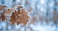 Frost-covered oak leaves hanging on winter branch with ice crystals and snow against blurred snowy forest background creating seasonal nature scene.