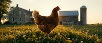 Red hen roaming freely in golden meadow at sunset with rustic farmhouse and silo in background. Rural countryside agriculture scene for organic farming concepts.