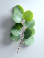 Fresh eucalyptus branch with round silver-green leaves arranged symmetrically on thin brown stem against white background, isolated botanical specimen for design use.