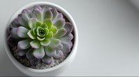 Succulent plant with green and purple rosette leaves in white ceramic pot on neutral background. Perfect for home decor.