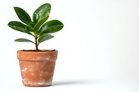 Young ficus elastica plant with glossy green leaves growing in weathered terracotta pot against white background, minimalist composition for home decor.