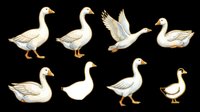 White geese set in multiple poses isolated on transparent background, ready for stickers, clipart, t-shirt design, print on demand, and sublimation projects.