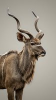Male kudu antelope portrait with spiral horns on neutral background for wildlife photography and nature design projects.