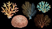 Coral reef branches and sea fan structures isolated on transparent background, ready for clipart, t-shirt design, stickers, sublimation and print-on-demand projects.