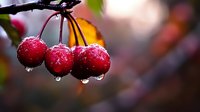 Fresh red cherries with water drops hanging on branch against blurred background, macro photography capturing morning dew and natural light creates dramatic effect.