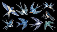 Swallows and swifts in flight, isolated on transparent background, ready for t-shirt design, clipart, stickers, sublimation and print-on-demand projects.