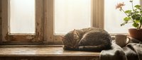 Cozy tabby cat sleeping peacefully on sunny windowsill with warm natural light streaming through vintage wooden window frame creating serene domestic atmosphere.