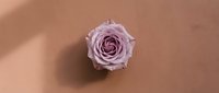 Single purple rose bloom on neutral beige background with soft shadow, minimalist floral composition for romantic designs and wedding decorations.
