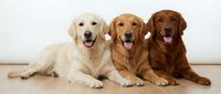 Three golden retriever dogs lying together on wooden floor against white wall, happy family pets with tongues out smiling at camera for veterinary care.