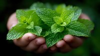 Fresh green mint leaves with textured surface held gently in cupped hands against dark background, showing natural organic herbs for culinary and aromatherapy use.