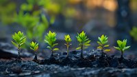 Young green seedlings growing in row from rich soil against dark background, showing new life and spring growth. Natural light illuminates fresh sprouts.
