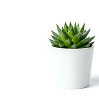 Small green succulent plant in white ceramic pot on clean white background for home decor and gardening projects.