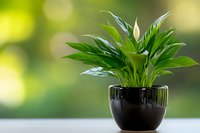 Peace lily plant with vibrant green leaves in black ceramic pot against soft bokeh background, bringing natural tranquility to indoor spaces.