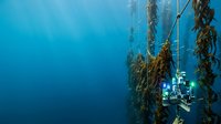 Underwater kelp forest with scientific monitoring equipment and sensors attached to seaweed strands, ideal for marine research, oceanography, and environmental education materials.