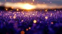 Magical sunset over lavender field with glowing bokeh lights and golden sun rays creating dreamy atmosphere for nature backgrounds and wallpapers.