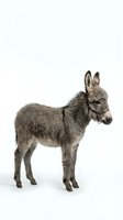 Young gray donkey foal standing in profile on white background, isolated farm animal ready for design projects and educational materials.