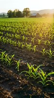 Young corn seedlings growing in fertile soil at sunrise with farm barn and rolling hills in golden morning light creating agricultural landscape scene.
