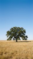 Solitary oak tree standing in vast golden grassland under clear blue sky, suitable for environmental, nature, and landscape design projects.