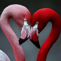 Pink and red flamingo heads forming heart shape against dark background, showcasing graceful curves and intimate pose between two birds in romantic composition.