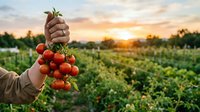 Hand holding fresh ripe red cherry tomatoes on vine in organic garden at golden sunset. Harvest season agriculture concept for healthy eating and farming.
