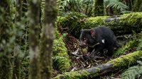 Tasmanian devil foraging in moss-covered rainforest floor among fallen logs and ferns in natural wilderness habitat.
