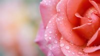 Fresh pink rose with morning dew drops on soft petals in garden setting with blurred natural background for romantic designs and floral arrangements.