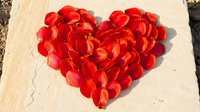 Red rose petals arranged in heart shape on wooden surface for romantic Valentine's Day celebration, love symbol, wedding decoration concept.