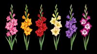 Six colorful gladiolus flowers in pink, orange, red, yellow, purple, and magenta, isolated on transparent background, ready for stickers, t-shirt design, and print on demand.