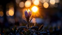 Young plant sprouting at golden hour with warm bokeh lights creating magical atmosphere for growth and new beginnings concepts.