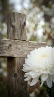 White chrysanthemum flower blooming beside weathered wooden fence post in peaceful garden setting with soft natural bokeh background for memorial concepts.