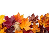 Colorful autumn maple leaves border arranged on white background, featuring vibrant red, orange, yellow and burgundy fall foliage. Isolated design element.