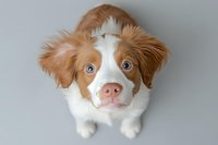 Adorable brown and white puppy with wide blue eyes looking up at camera on a soft gray background, capturing curiosity and charm.