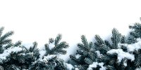 Snow-covered pine branches against white background, creating winter holiday atmosphere for seasonal greeting cards and festive designs.