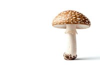 Amanita muscaria mushroom with distinctive orange-brown cap and white spots isolated on white background, showcasing detailed texture and natural form.
