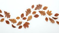 Autumn leaves collection isolated on white background for seasonal design projects and fall decorations.