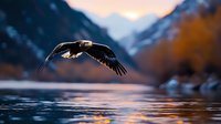 Majestic bald eagle soaring low over reflective mountain lake water at sunset, wings spread wide against backdrop of snow-capped peaks and autumn colors.