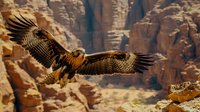 Majestic golden eagle soaring with spread wings against dramatic canyon cliffs and rock formations in warm sunlight, displaying powerful flight and natural hunting behavior.