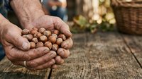 Farmer's hands holding freshly harvested chickpeas or legumes on rustic wooden surface with basket and garden background for agricultural and harvest themes.