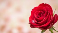 Red rose with water droplet on soft blurred background for romantic greeting cards, wedding invitations, Valentine's Day designs and floral decorations.