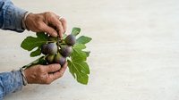 Mature hands holding fresh figs with green leaves on neutral background. Suitable for food, agriculture, harvest, and organic produce marketing materials.