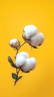 Natural cotton plant branch with fluffy white bolls and green leaves against vibrant yellow background, minimalist botanical composition for textile industry.