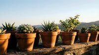 Row of terracotta pots with succulent plants and cacti in desert landscape, ideal for gardening, landscaping, and botanical design projects.